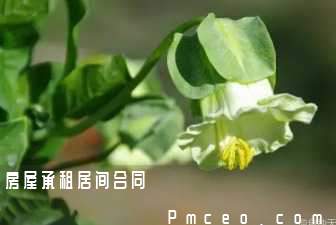 房屋承租居间合同