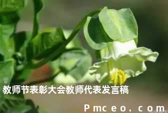 教师节表彰大会教师代表发言稿